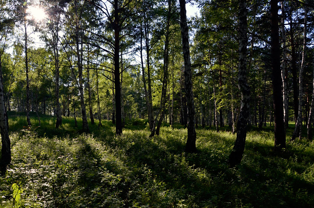 ���� ��������� ����