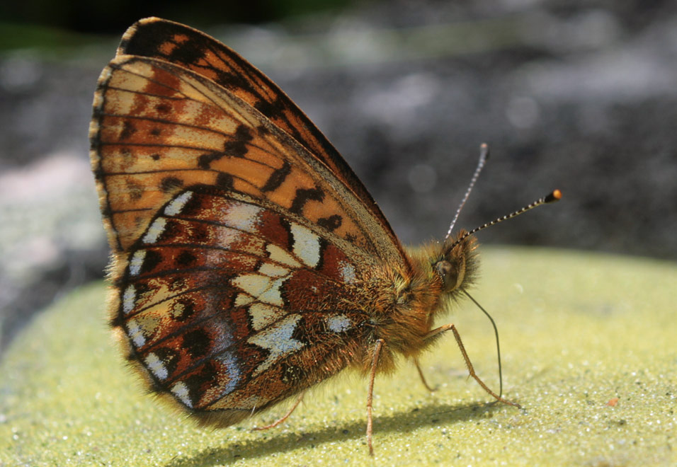   (Clossiana angarensis)