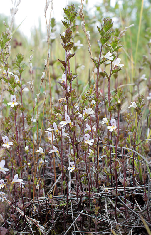   (Euphrasia pectinata)