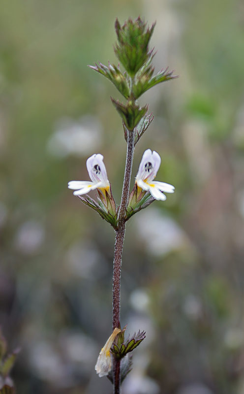   (Euphrasia pectinata)