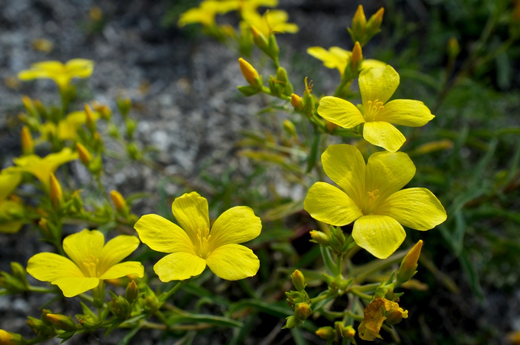 ������ ��������