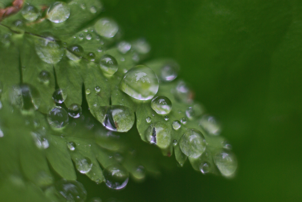 ������ ��������