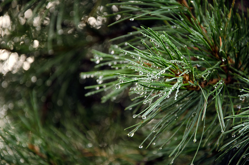 ����� �����