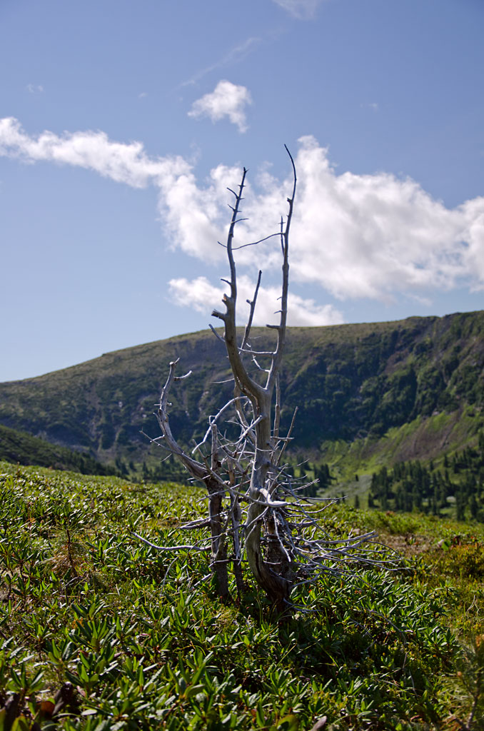 ������ ������