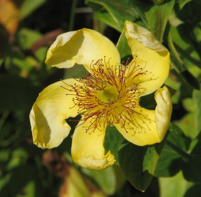 "��������� ������". ������ �������� ��������.