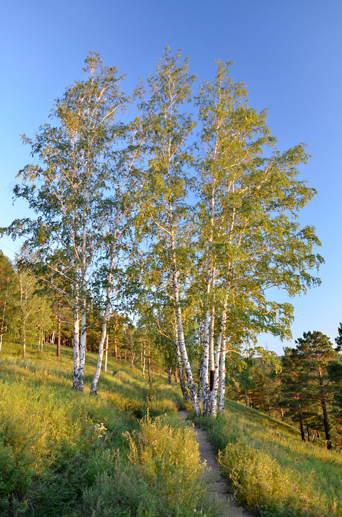 ��������� ����