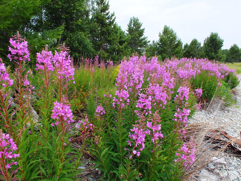 ������� ���� ��������� ���������