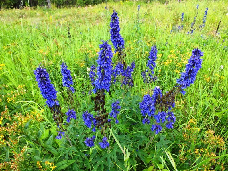 ����� ���� ��������� ���������