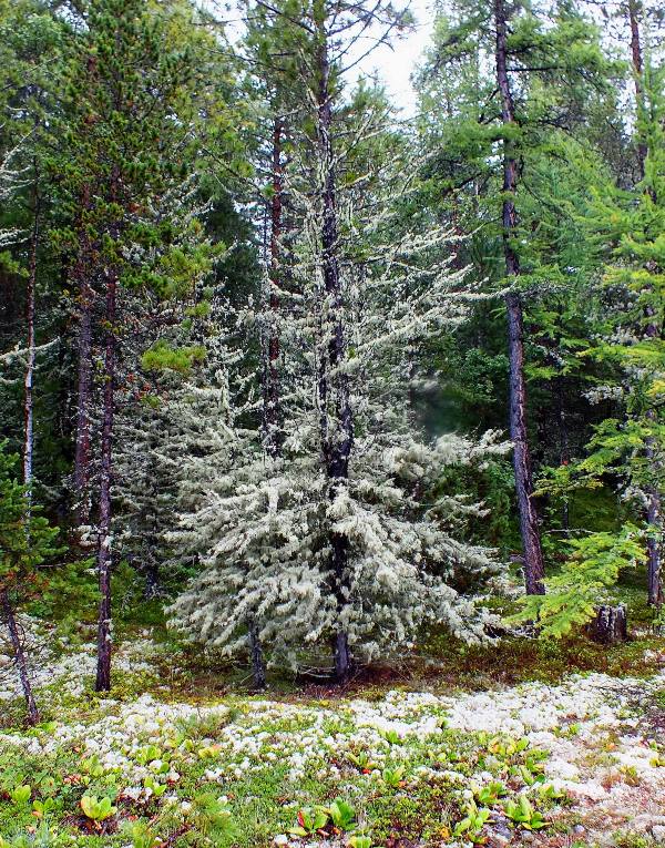 ������ ��� � ������ ����