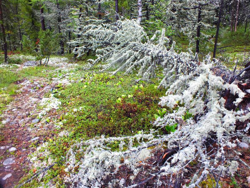 ������ � ������-������������ �����