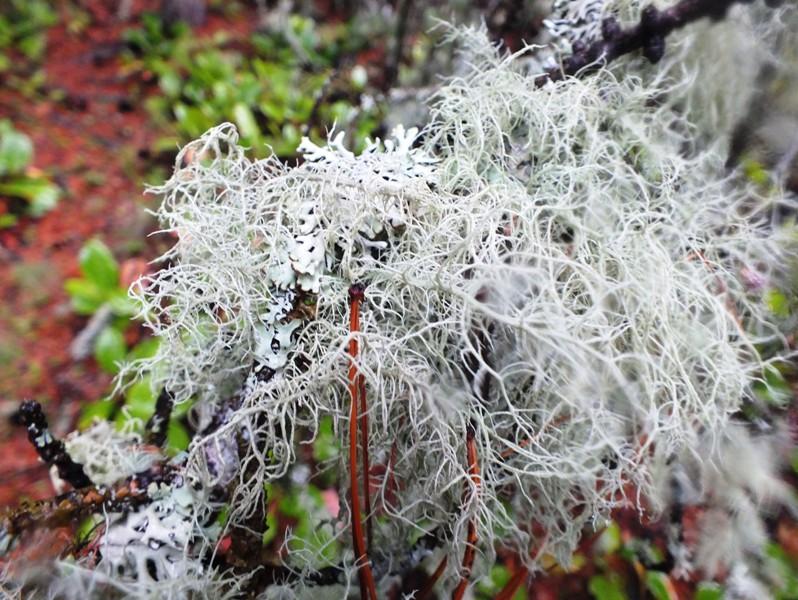 ������������ ���� �� ��������