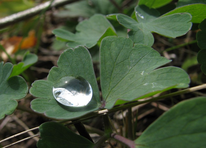 ������ �������