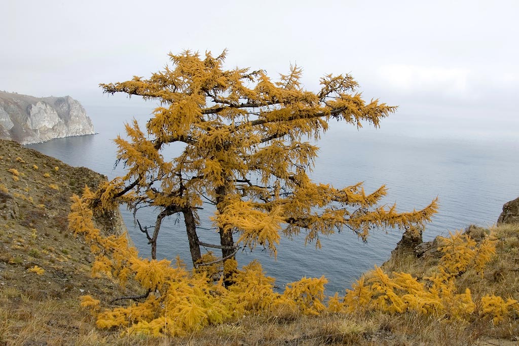 ������ �������