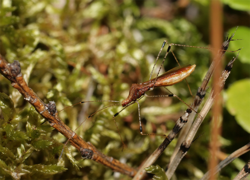 Metatropis rufescens