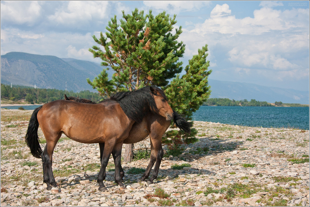 ��� ������