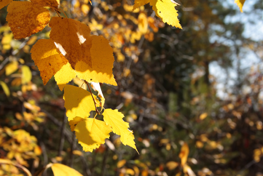 ����� ��������