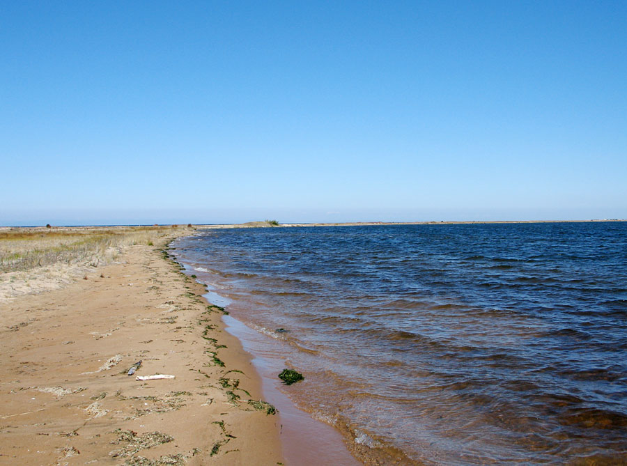 Водоросли на песке
