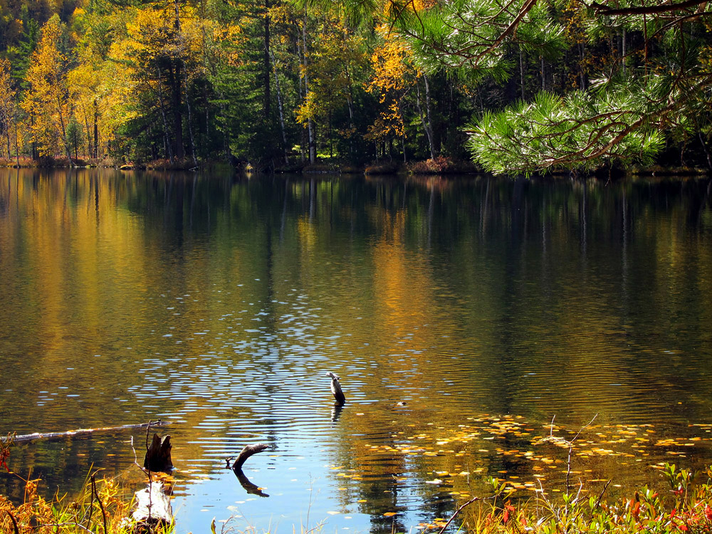 �����. ��������� ������..