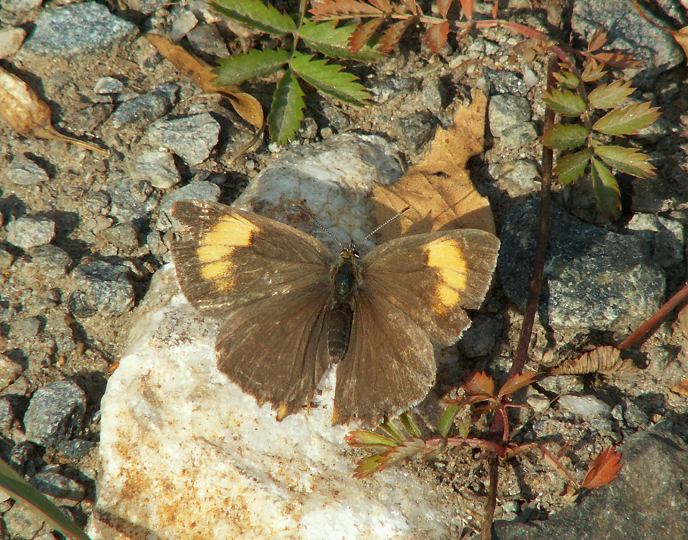  - Satyridae?