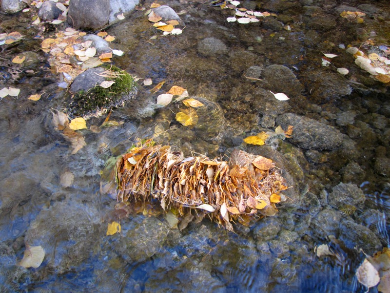 �����-���������� �������