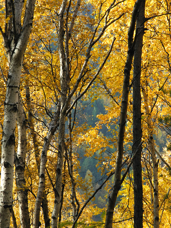 ������� ���. ������.