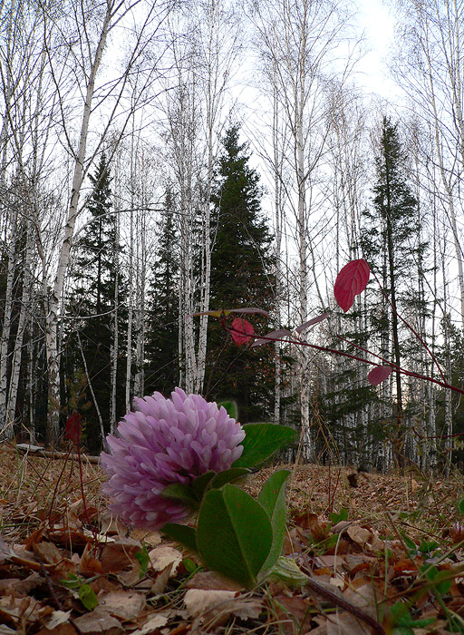 ���������, ���������