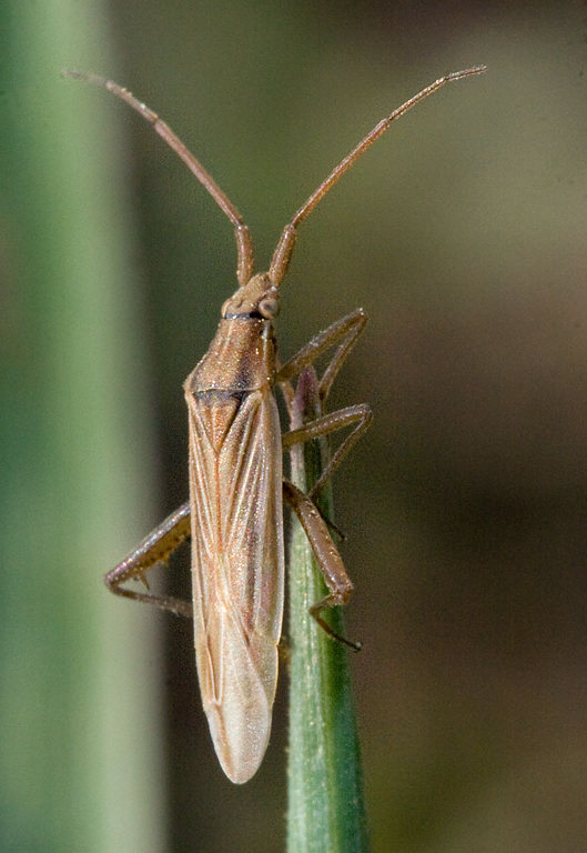 Stenodema trispinosa