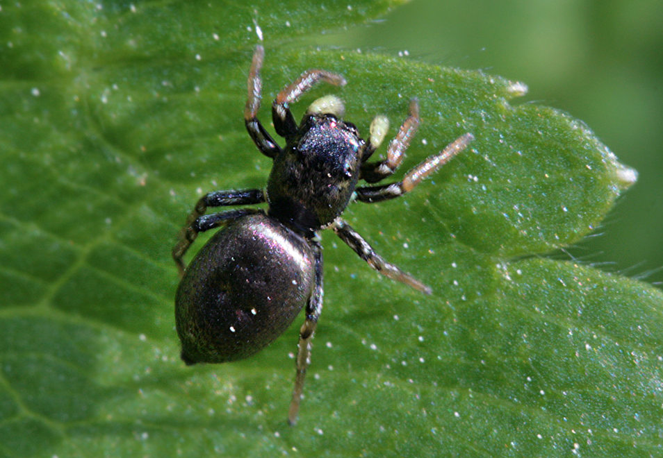 Heliophanus sp.