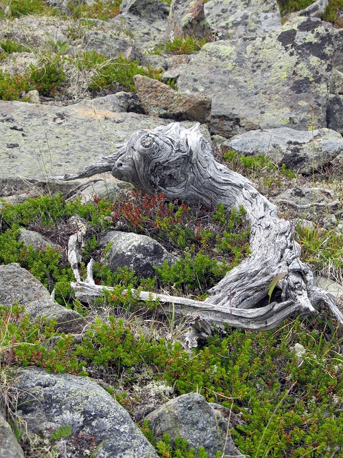 Коряга...