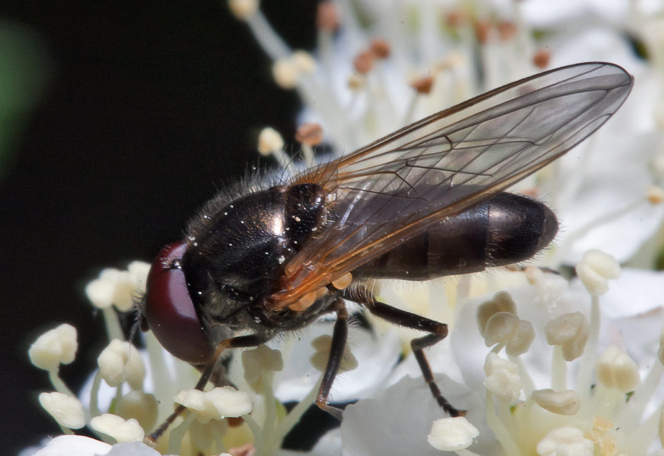  (Cheilosia sp.),   Cheilosia pallipes