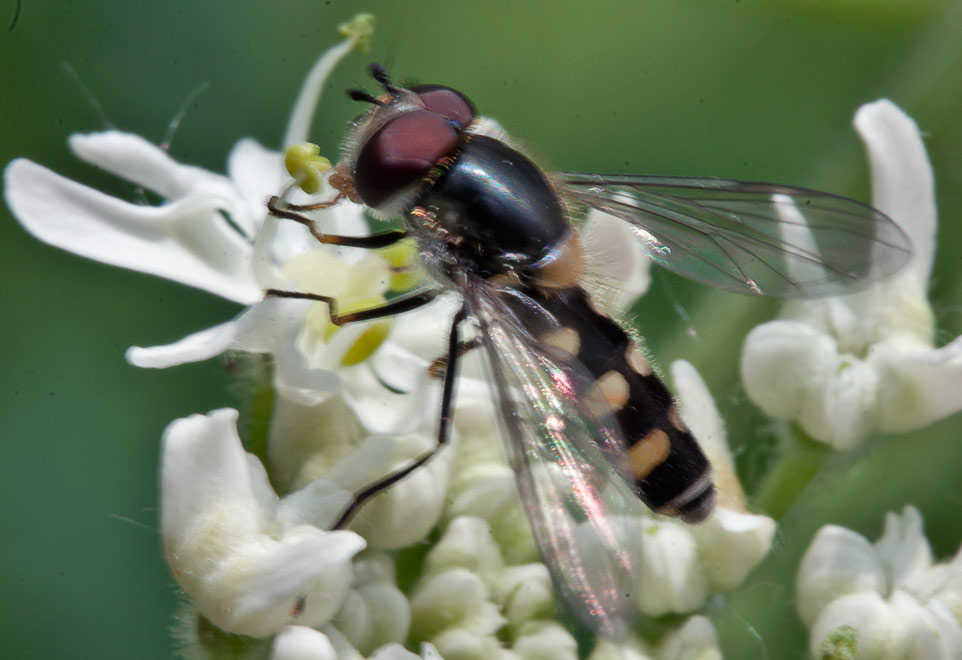 Melangyna sp. (Melangyna umbellatarum?)