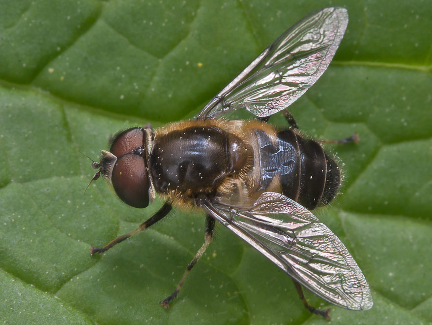  (Eristalis sp.)