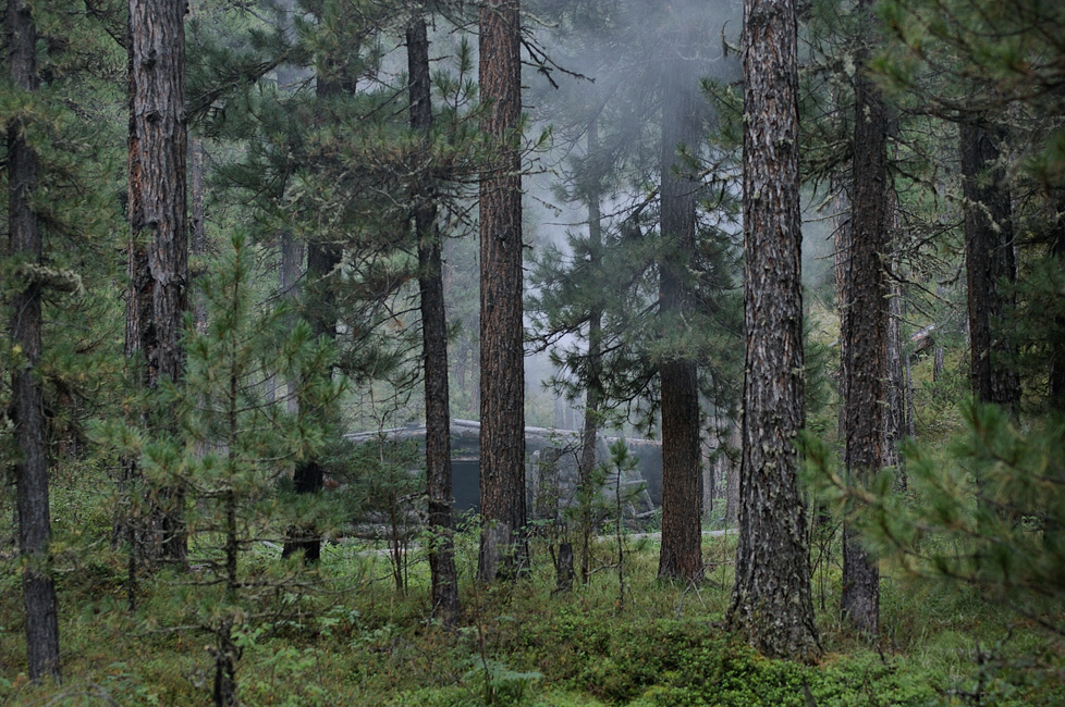 ����́��� � ���������