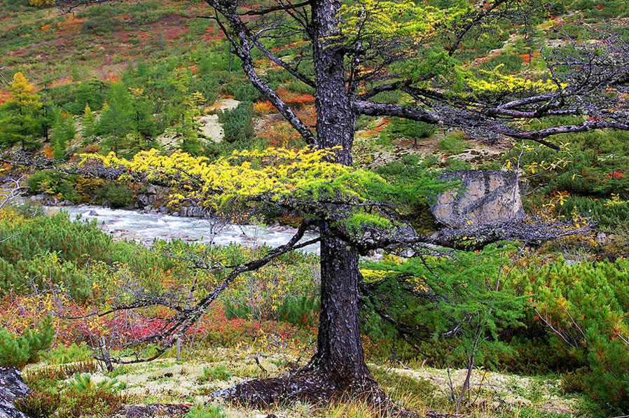 ��������� �������