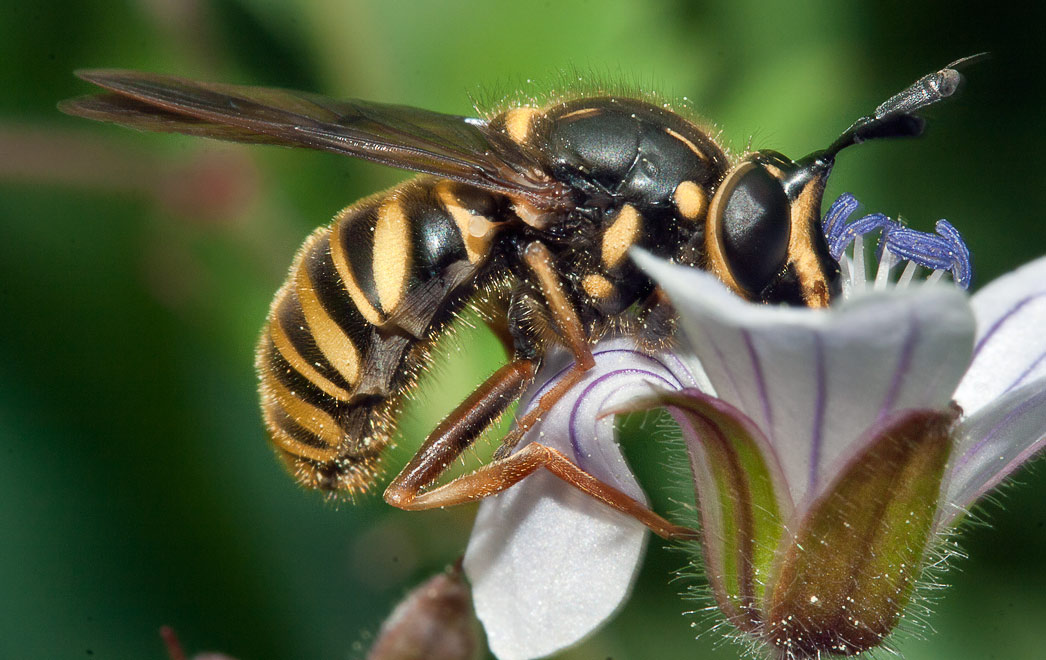   (Sphecomyia vespiformis)