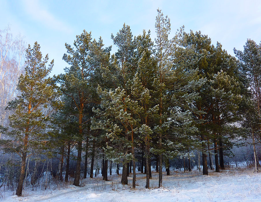 �������� ����