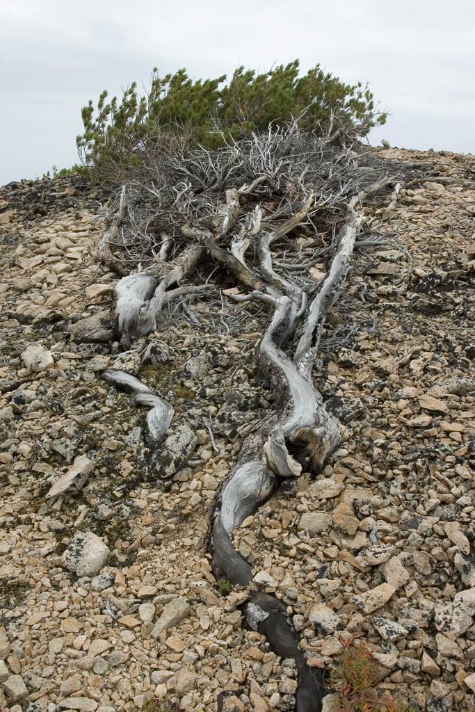 � ����� �������������