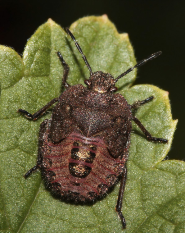 Dolycoris baccarum. .