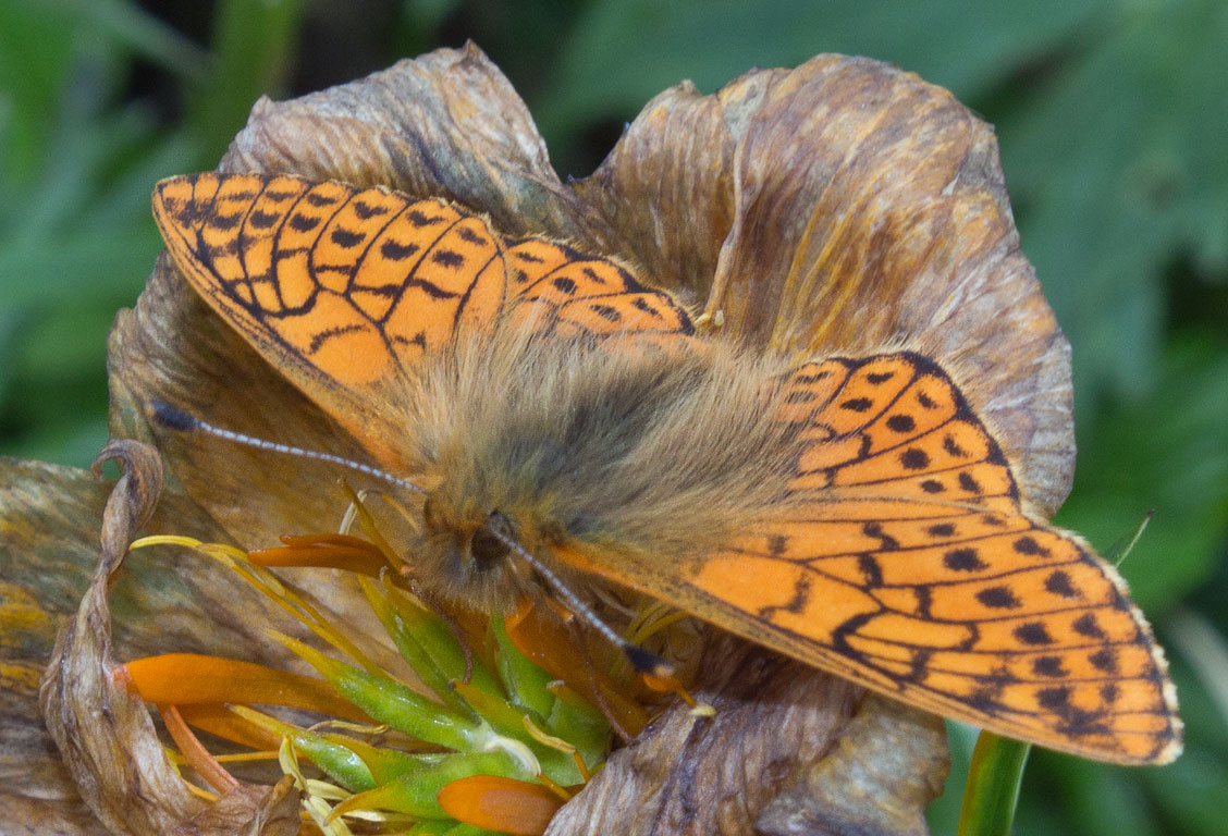   (Boloria altaica)