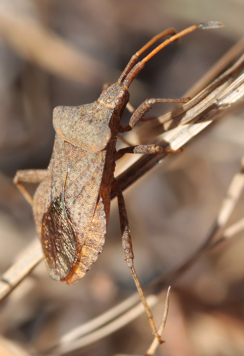 Coreus marginatus L.