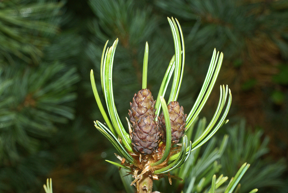 ���� ���������