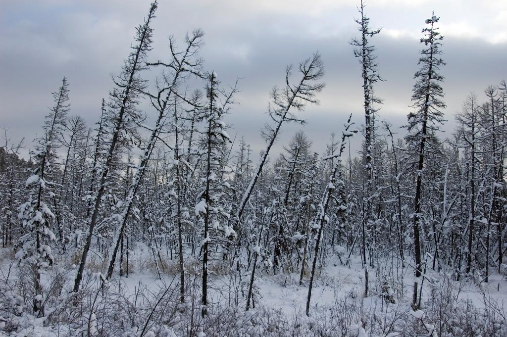 ������ ���