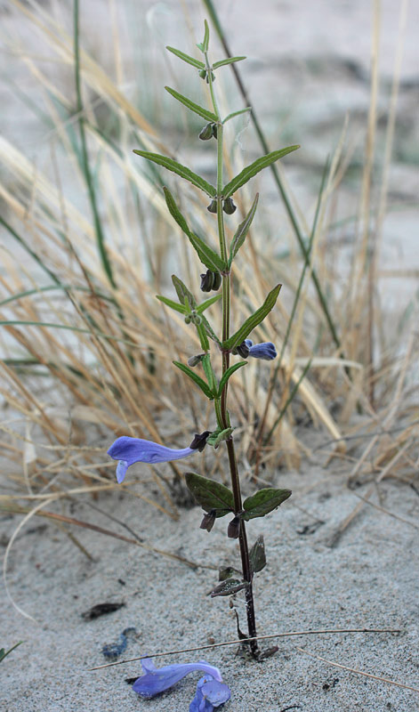   (Scutellaria galericulata)