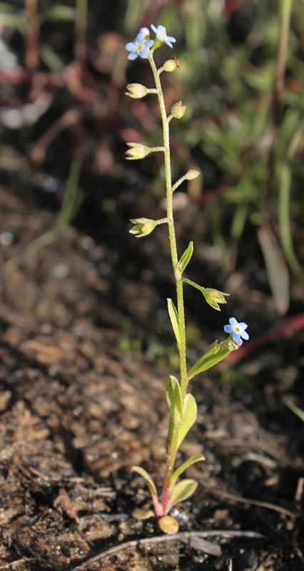   (Myosotis caespitosa)