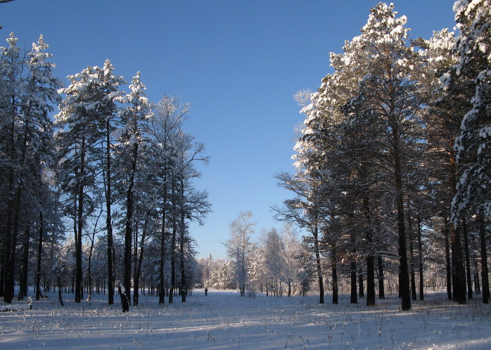 В зимнем лесу.