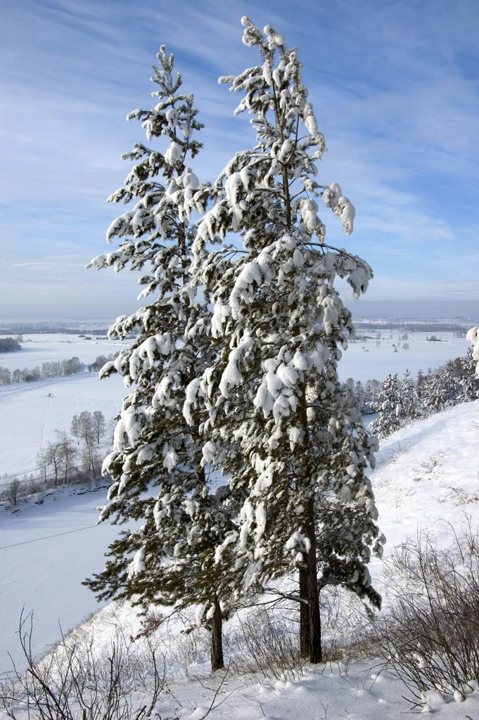 ��� ����� ����