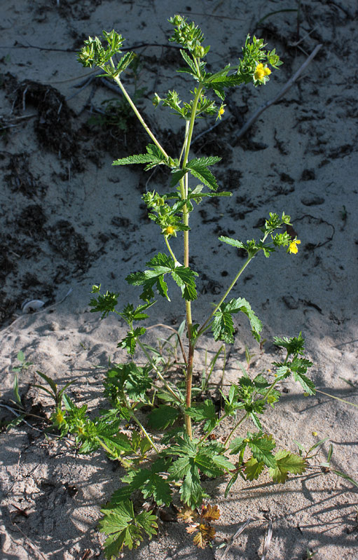   (Potentilla norvegica)