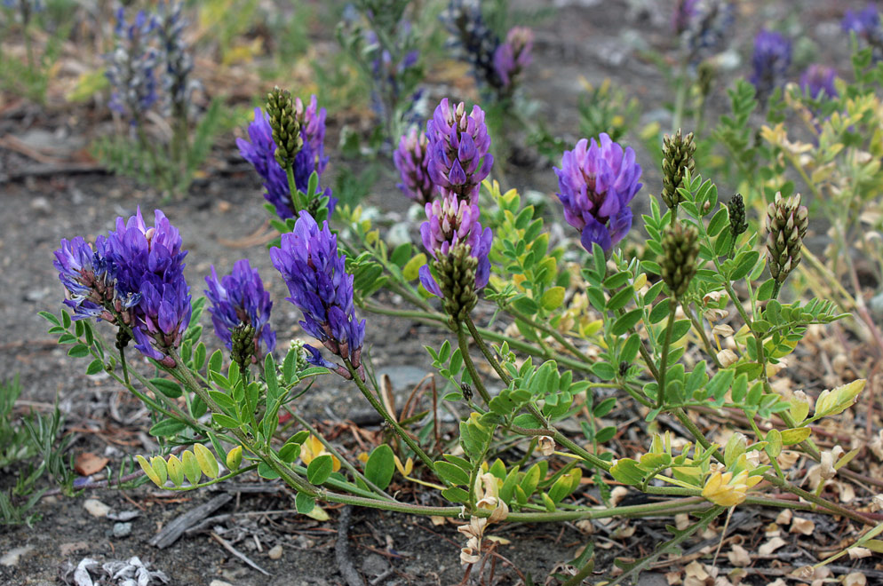   (Astragalus adsurgens)