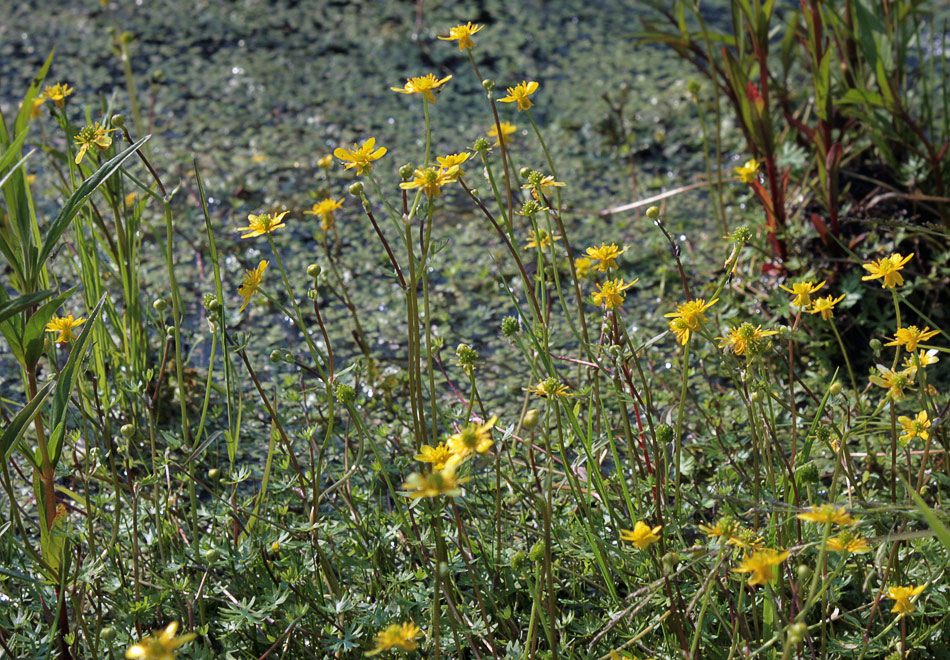   (Ranunculus gmelinii)