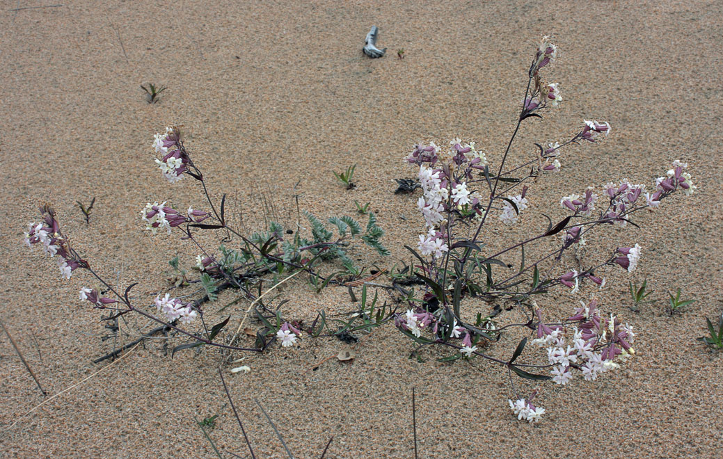   (Silene amoena)